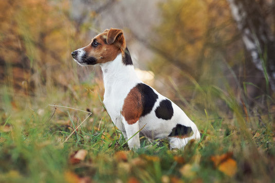 Jack Russel Terrier
