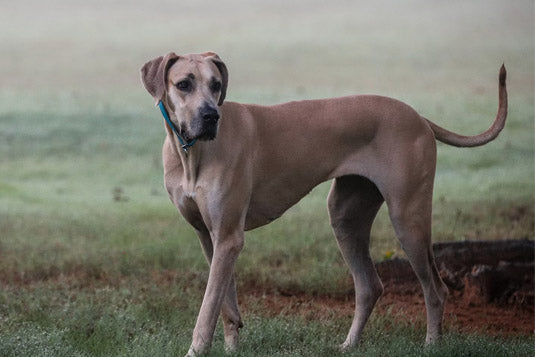 Deutsche Dogge Hunderasse