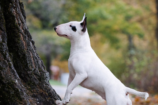Bullterrier