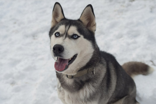 Husky Kleidung Kollektion PawTee