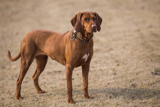 Rhodesian Ridgeback