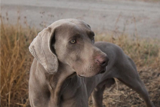 Weimaraner Hund