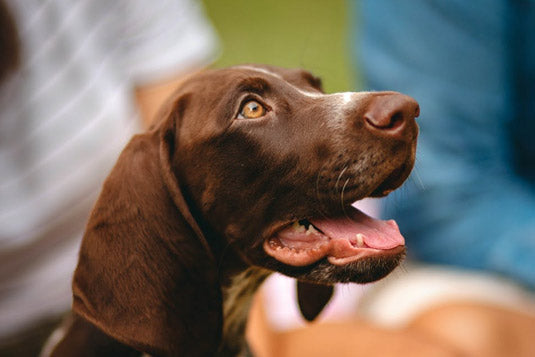 PawTee_Kollektion_Deutsch-Kurzhaar_Hund