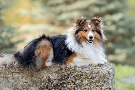 Shetland Sheepdog